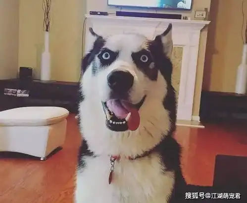 你看看别人家的狗,再看看自己家的,简直一个天一个地

