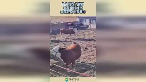 牛牛吃饱了撑得,看见电线好玩,真是好奇心害死牛
