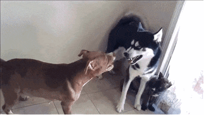 搞笑gif趣图当哈士奇遇到比特犬,二哈使出了绝招
