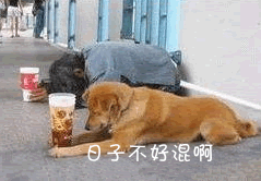qq表情搞笑qq表情动物图片日子不好混啊
