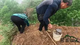小伙一家上山挖草药,结果发现山上的油春包将就可以摘来吃了
