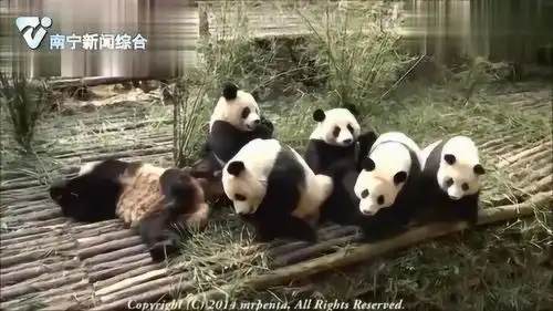 七只大熊猫为了食物打架,可爱又搞笑
