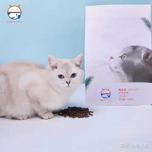 英国短毛猫品相指南,快速识别英短的品相好坏,防止被骗
