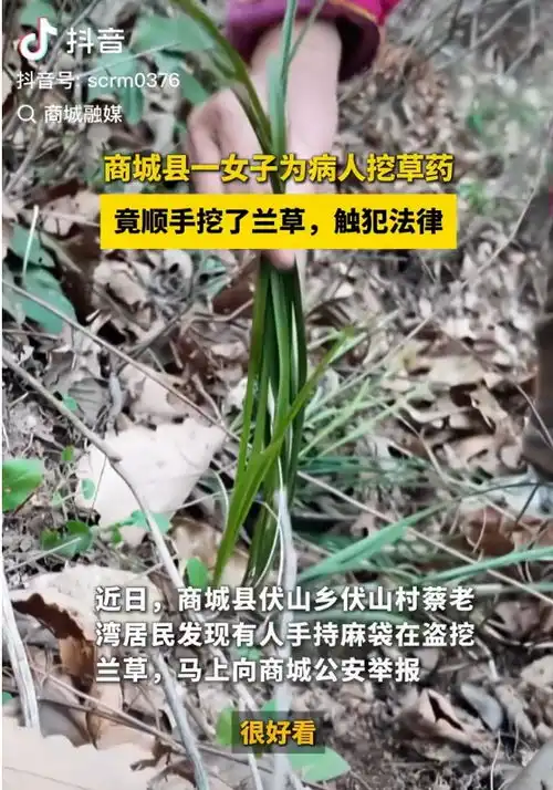 信阳一女子上山采草药顺便挖兰草被查,警方属国保植物,盗挖两株即涉嫌犯罪
