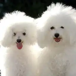 fundogshowkidspuzzleandroid,androidandroid
