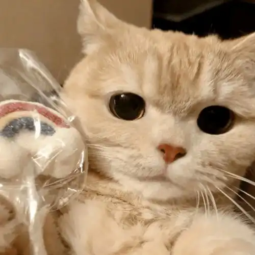 历史回顾网红猫咪橘猫沙梨情侣头像
