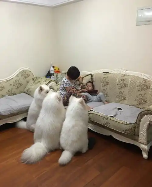 搞笑图片美女为参加运动会买一双鞋,老师看了鼻子被气歪了
