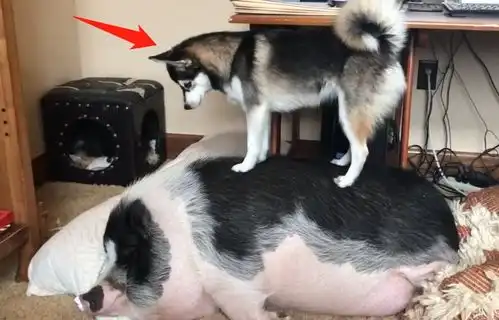 哈士奇叫二师兄起床,还想了个馊主意,宠主也被逗笑了
