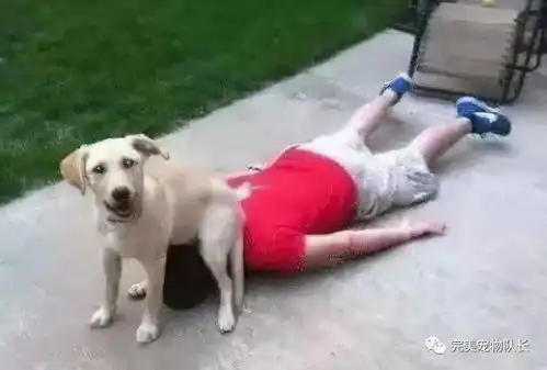 狗狗总是用屁股对着你,其实它想告诉你这5件事
