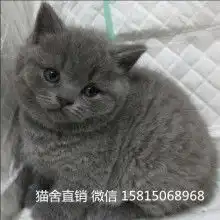 蓝猫商城购物网站