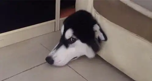 香蕉冬枣猫
