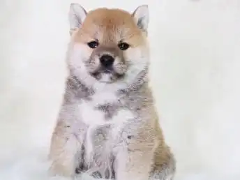 图超萌表情包柴犬丨纯正品相好丨三个月包退换成都宠物狗
