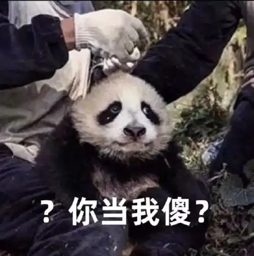 拯救不开心搞笑图片熊猫,你是不是当我是傻子
