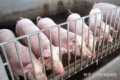 过年,农民自己杀的猪,为啥都不喂饲料有什么区别吗
