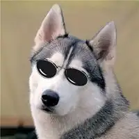 哈士奇头像憨厚可爱的二哈哈士奇头像
