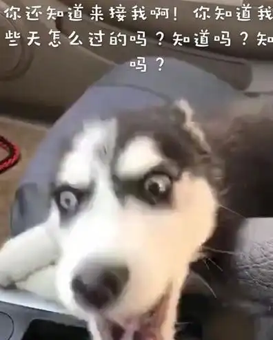 主人来接寄养的二哈,狗狗一脸冷漠看着他下次给医院送装修费吧
