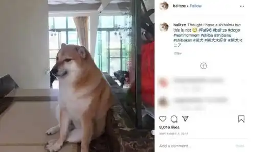 柴犬表情包带文字好狗狗