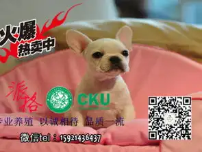 图出售精品法国斗牛犬和英国斗牛犬包纯种健康成都宠物狗