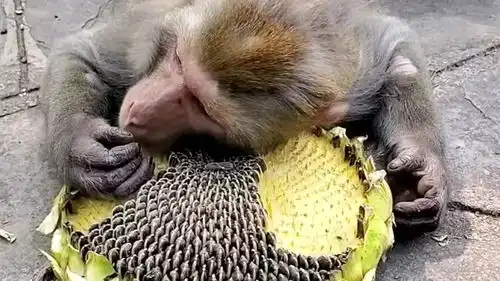 小猴子的搞笑吃瓜方式
