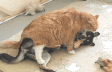 搞笑gif图片遛狗太累了本猫要回家睡觉了
