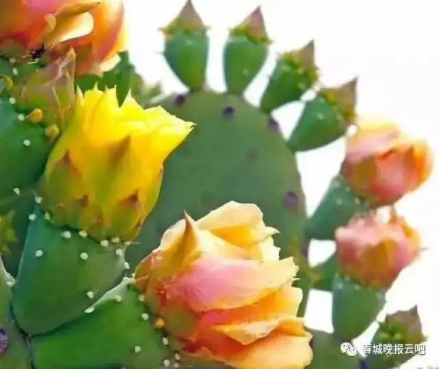 来丽江,挑战一下带刺的水果是啥滋味儿
