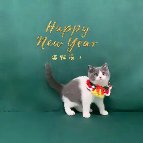 英短蓝白和银渐层找新家