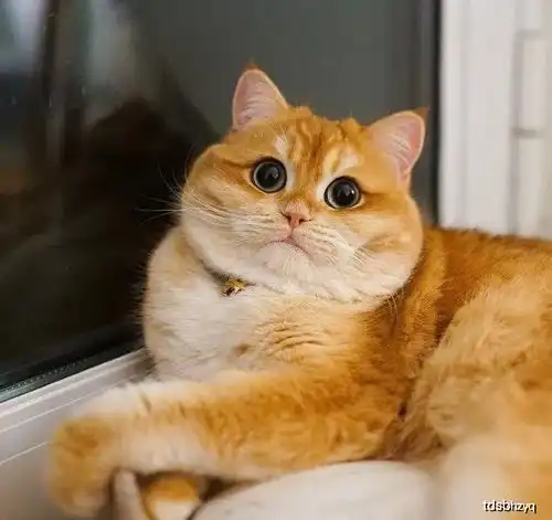 幽默图片搞笑段子小猫咪吃胖了会变成什么会变成海豹的
