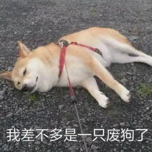 表情包大作战
