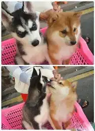 第525页zol趣图频道