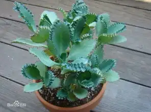 景天科植物图片及名称多肉植物象牙叶片
