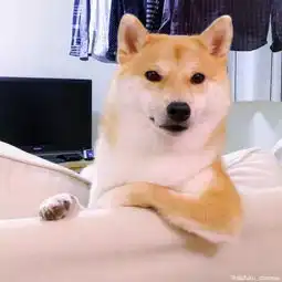 大家好,你们的最新版表情包素材已上线
