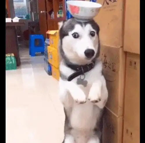 主人让犯错哈士奇顶着一个碗,结果它眼睛睁得很大下次不敢了
