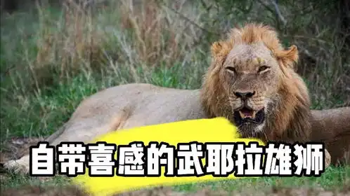 武耶拉雄狮的搞笑一刻,你喜欢吗
