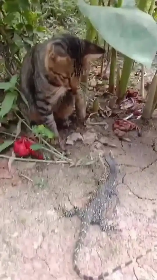 花猫一套三鞭战败蜥蜴
