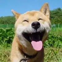 微信逗比搞笑头像狗