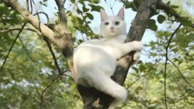 都说猫咪只擅长爬树,不擅长下树,这究竟是不是真的
