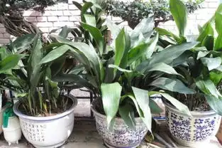 绿植花卉图片及名称谁能告诉我图片上的植物的名字
