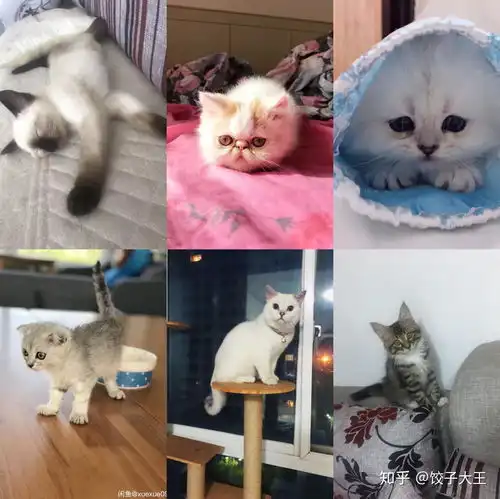 买了一条暹罗猫,然后特别害怕我,不让碰,怎么办怎么才能让它和我亲近啊,今天想抱它还被抓了