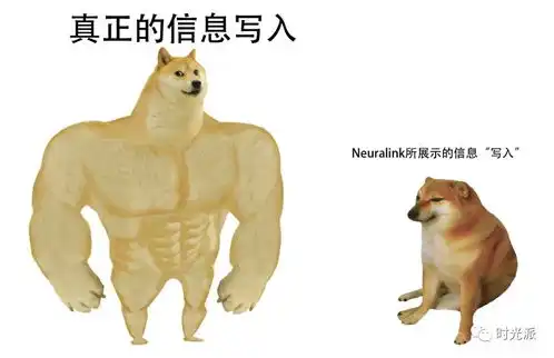 马斯克的脑机接口发布会之后,别说永生,治病都难了
