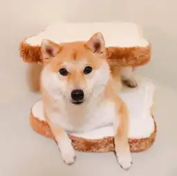 治愈系宠物图片小柴犬,和它的美食故事
