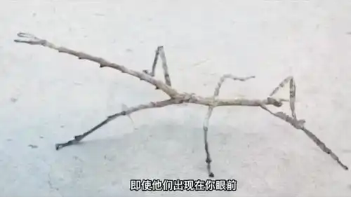 动物界的隐身大师你见那些呢

