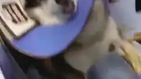 小时候你是否经历过这尴尬的时刻,蠢萌蠢萌的搞笑娱乐爆笑剪辑孩子综艺萌宠可爱宝宝推荐可爱热搜欢乐
