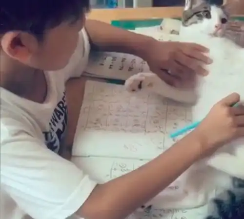 小男孩埋头写作业,没想到一只猫却躺在作业上呼呼大睡
