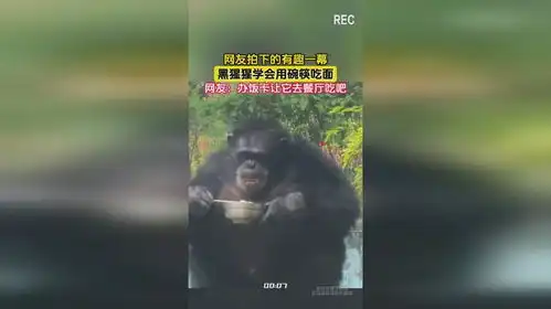网友拍下的有趣一幕,黑猩猩学会用碗筷吃面
