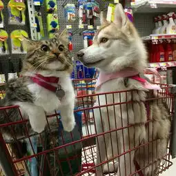 一只自以为是狗的猫,太萌了
