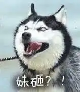 哈士奇表情包二哈搞笑

