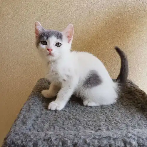 家养英短小猫找新家