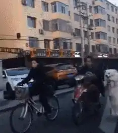 我家小狗居然被邻居家的鹅给欺负了