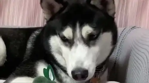 女主人用发圈套在二哈的嘴上,二哈怒火中烧,是不是又想换家具了
