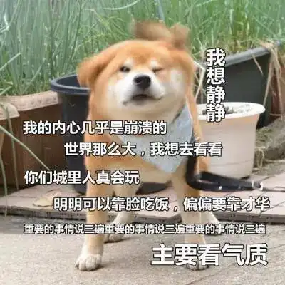 9.17可爱逗比的汪星人表情包,都怪我过分优秀
